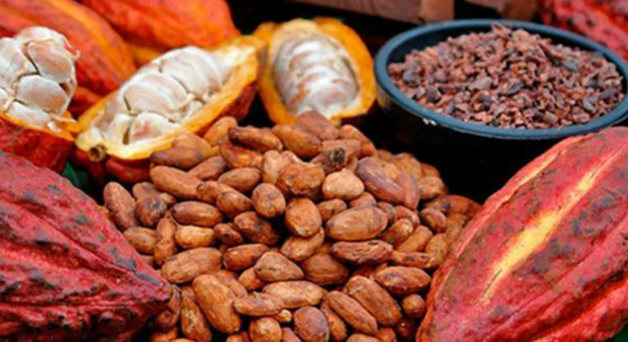 cacao-.jpg