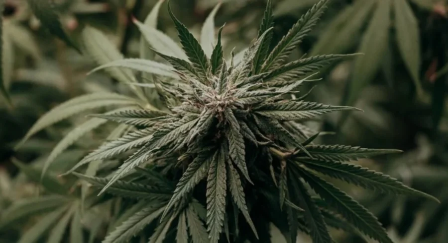 cannabis-5750507_960_720.jpg
