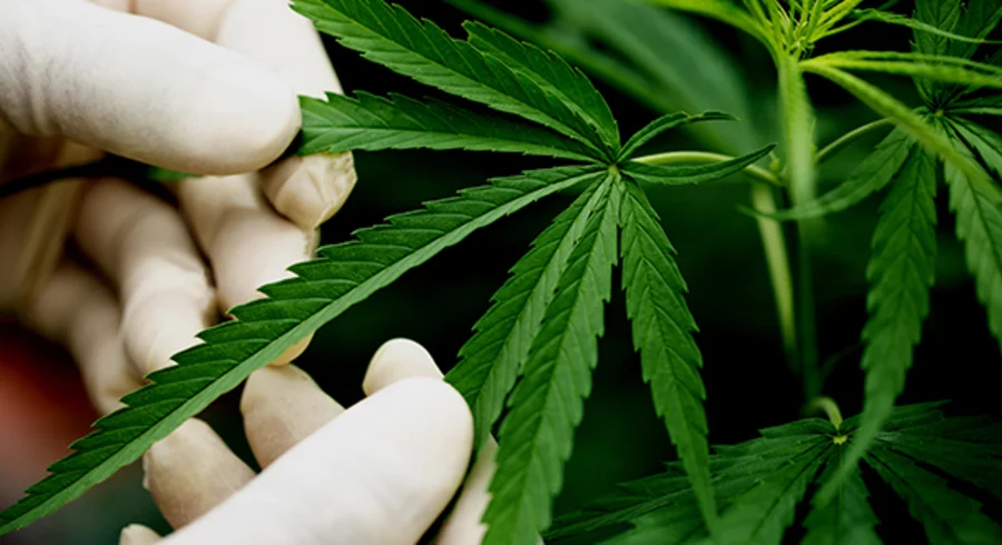 cannabis.medicinal.utadeo.jpg