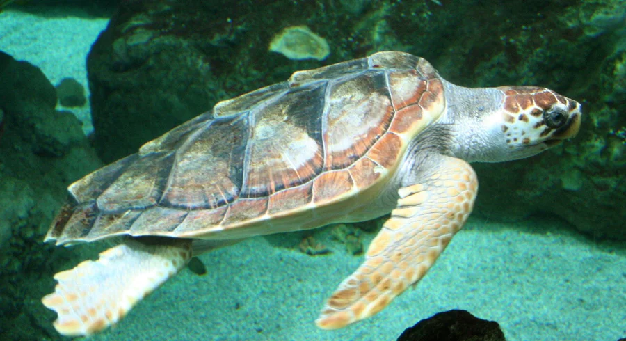 caretta_caretta.jpg