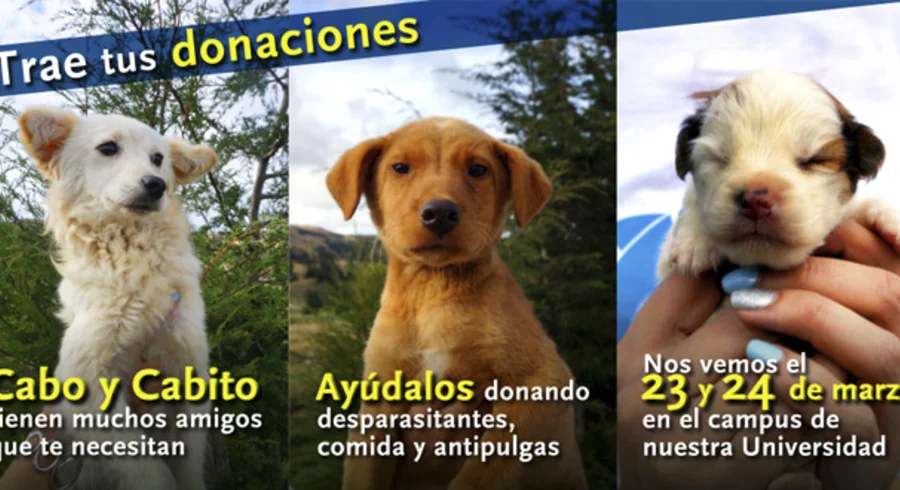 consulta_nota2.jpg