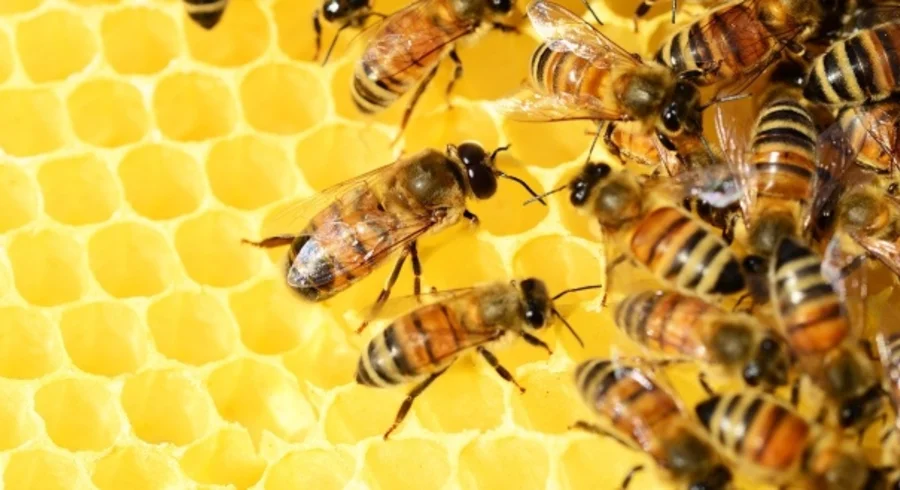 honey-bees-326337_1280_1.jpg