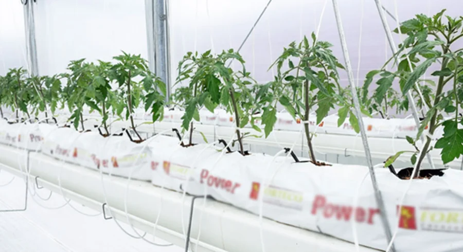 hortisumulador.centrodebiosistemas.universidadjorgetadeolozano.fotos_.fotografias.chia_.colombia.utadeo.tadeo_.5.jpg