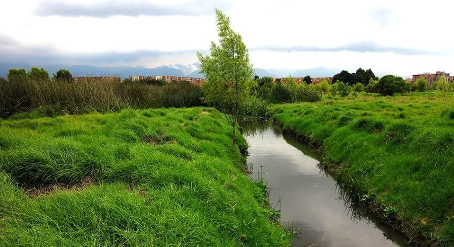 humedales-en-bogota.jpg