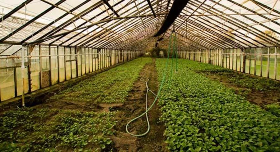 innovaciones-sector-floricultor-2-3_1.jpg