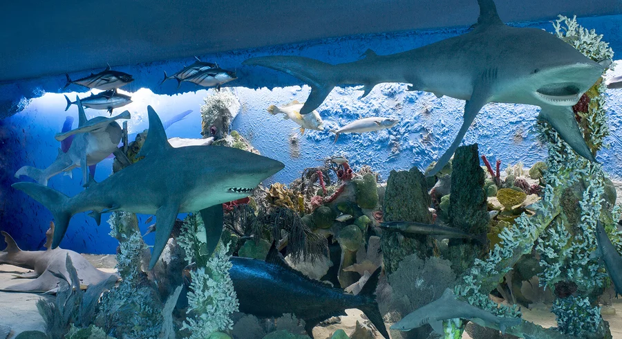 laura_vega_museo_del_mar_20150630_003.jpg