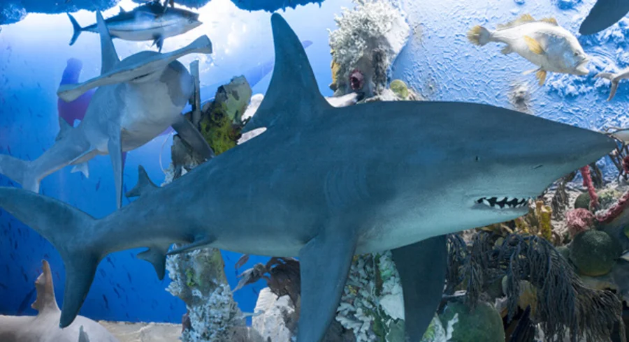 laura_vega_museo_del_mar_20150630_004_normal.jpg