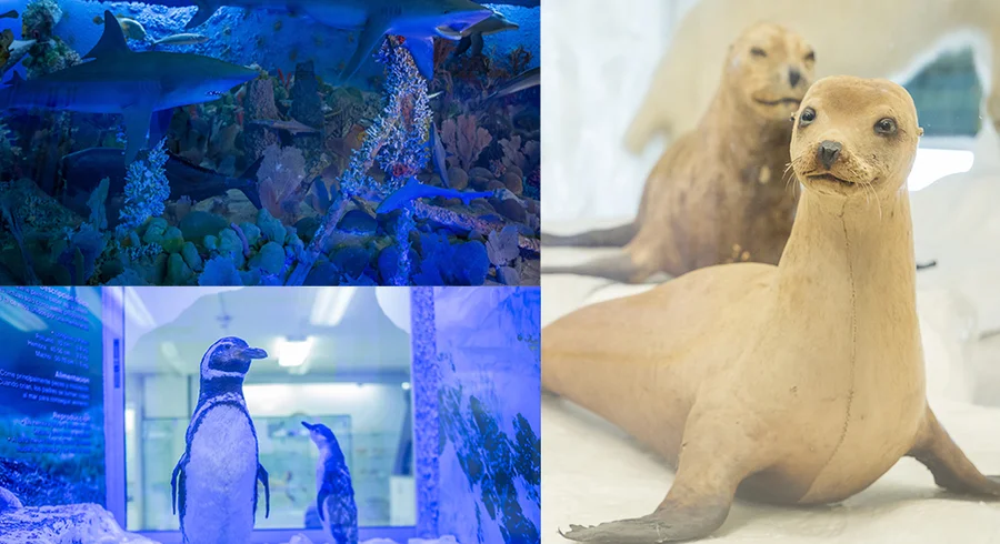 museo.del_.mar_.noche_.de_.museos.utadeo.2022.jpg