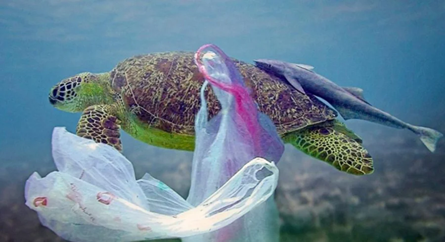 peces.jpeg