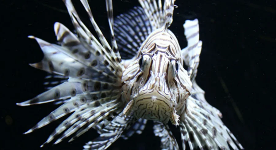 red-fire-fish-777029_960_720.jpg