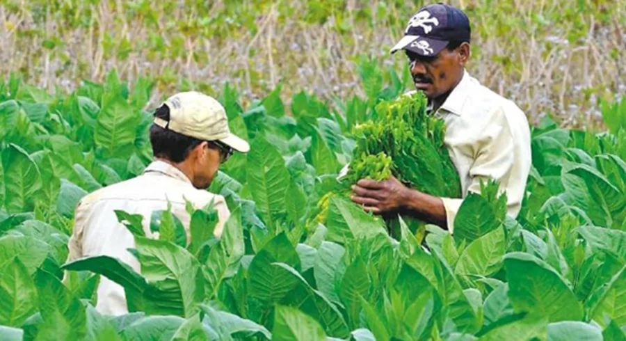 tabaco_getty.jpg