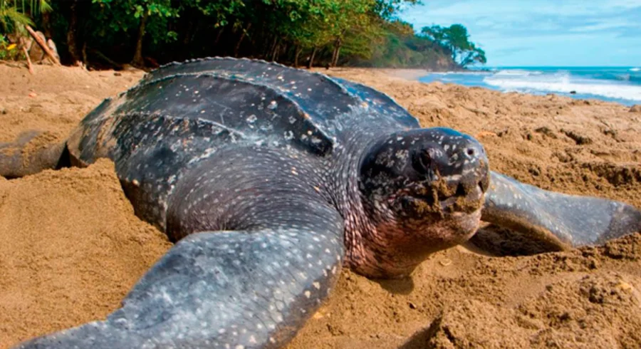 tortuga.png