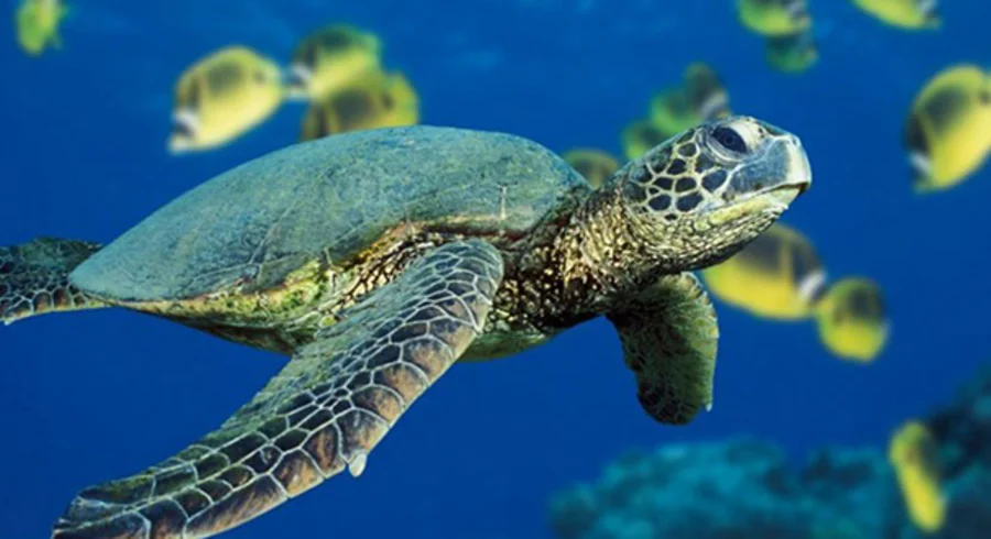 tortuga2.jpg