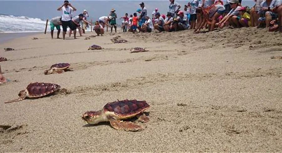 tortugas.jpg