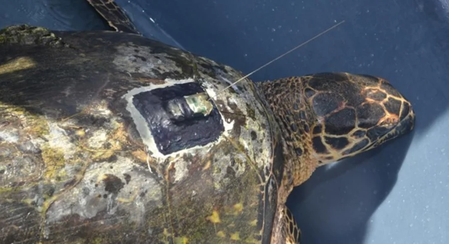 tortugawayurei.jpg
