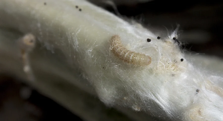 webnota_larvas_de_lepidopteros_20170221_006_0.jpg