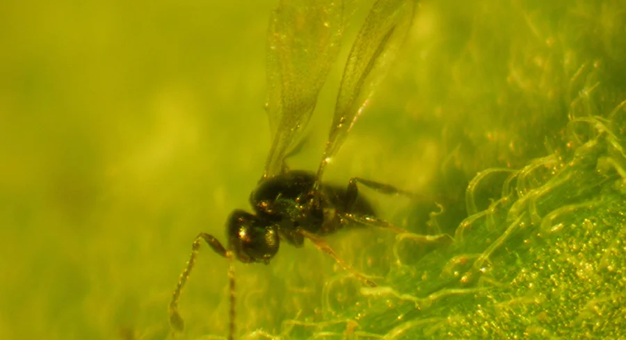 amitus_fuscipennis.jpg