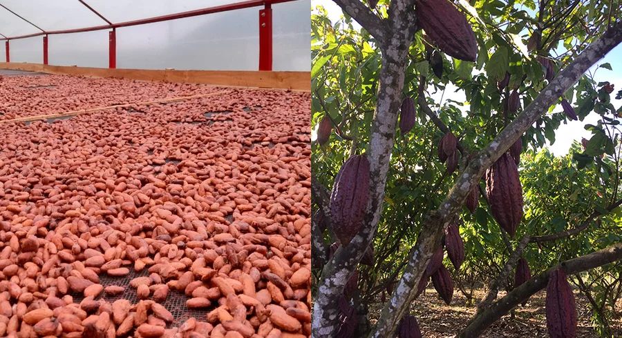cacao.utadeo.2022.2.jpg