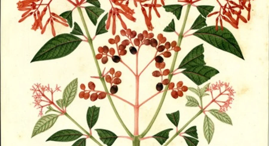 hamellia.jpg