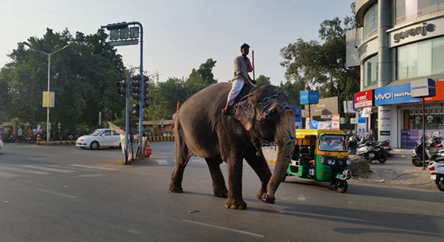 india_elefante.png