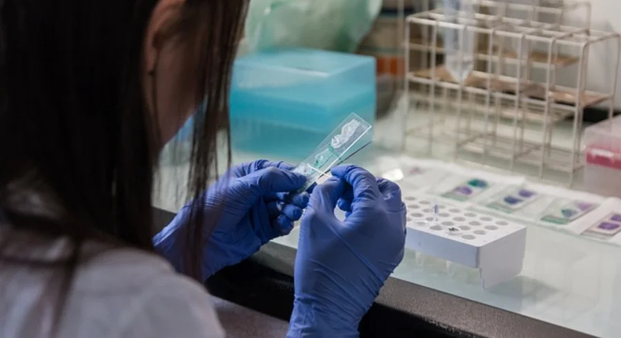 lab-2813958_640.jpg