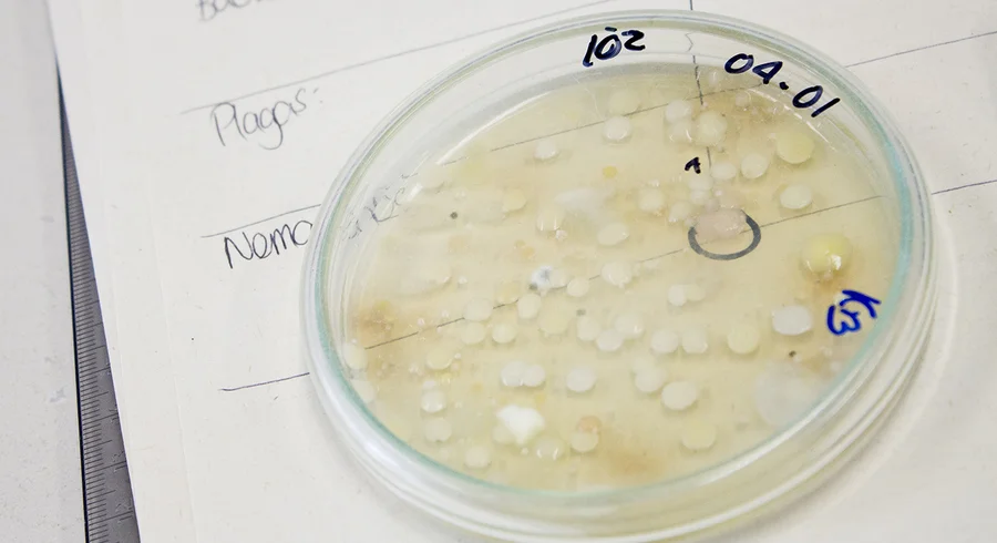 muestra_de_laboratorio_de_microbiologia_agricola_y_ambiental.jpg