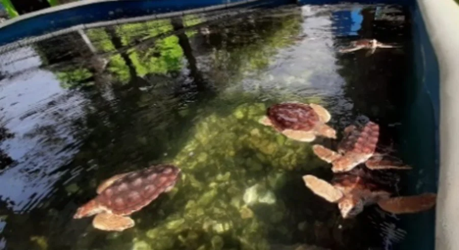 tortuga_3.png