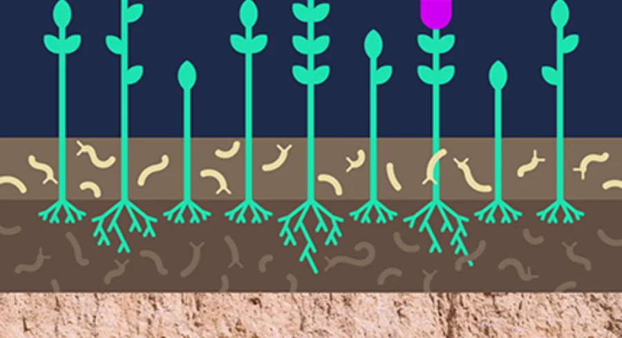 what-if-campaign-soil.png
