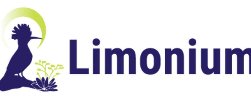limonium.png