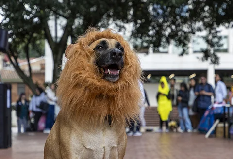 pasarela_8.jpg
