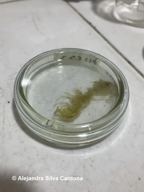 Análisis Krill
