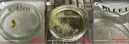 DIGESTION QUIMICA KRILL