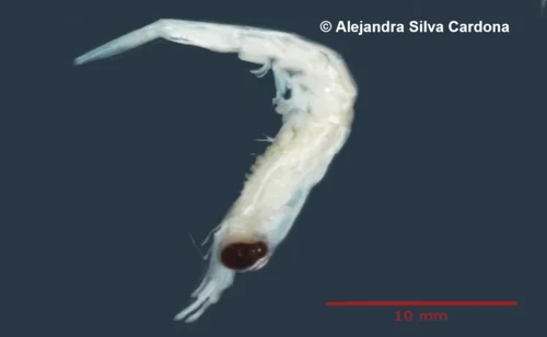 Krill Antártida 