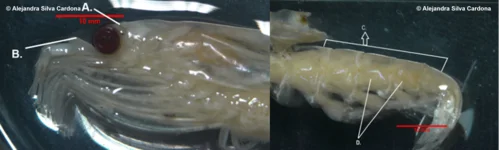 Krill lleno de microplástico