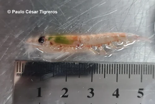 Krill