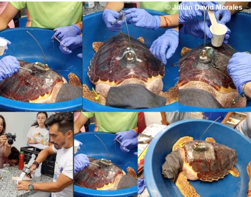 Navegantes Ancestrales - investigación