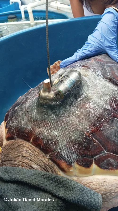 Navegantes Ancestrales - investigación