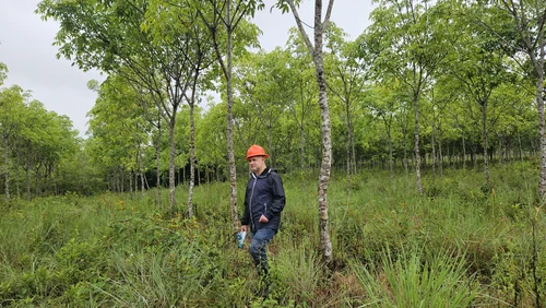 Bonos de carbono: qué son, cómo funcionan y por qué la ciencia es clave para saber cuánto carbono capturan los bosques 