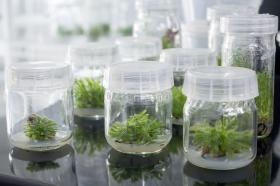 Plantas cultivadas In Vitro en Laboratorio de Microbiología Agrícola y Ambiental.