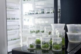 Cuarto de crecimiento en Laboratorio de Microbiología Agrícola y Ambiental.