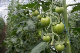 Cultivo de tomates.