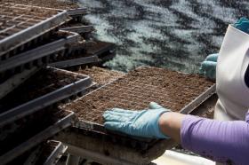 Cultivo de plantulas en Semillero del Centro de Bio-Sistemas.