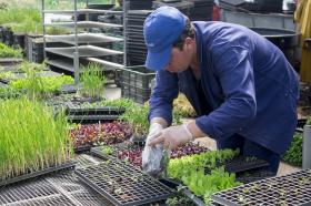 Recepción de plantulas en el semillero del Centro de Bio-Sistemas Alberto Lozano Simonelli.