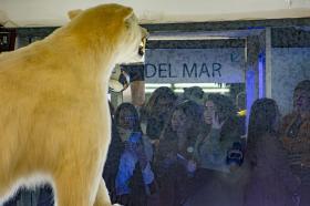 Oso - polar - de espaldas - museo del mar - con personas - viendolo