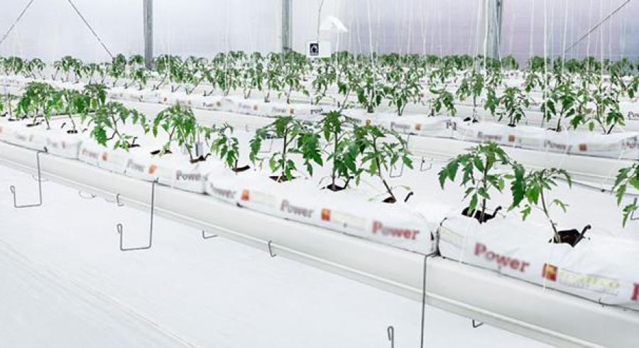 Plantas de Tomate Hortisimulador Centro de Bio-Sistemas